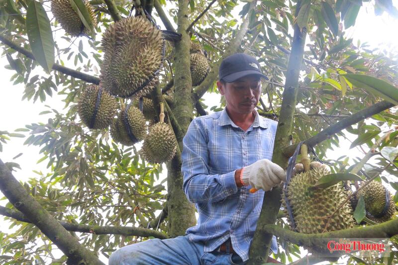Sầu riêng trở thành một trong những loài cây chủ lực của tỉnh Đắk Lắk, mang lại giá trị kinh tế cao. Ảnh Bảo An