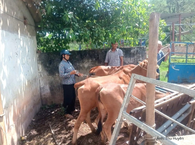Bò lai Sind nuôi ở các địa phương cho hiệu quả kinh tế rõ nét, duy trì ổn định thu nhập cho người dân