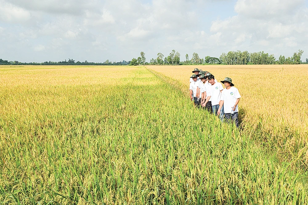 Liên kết trồng lúa chất lượng cao, phát thải thấp