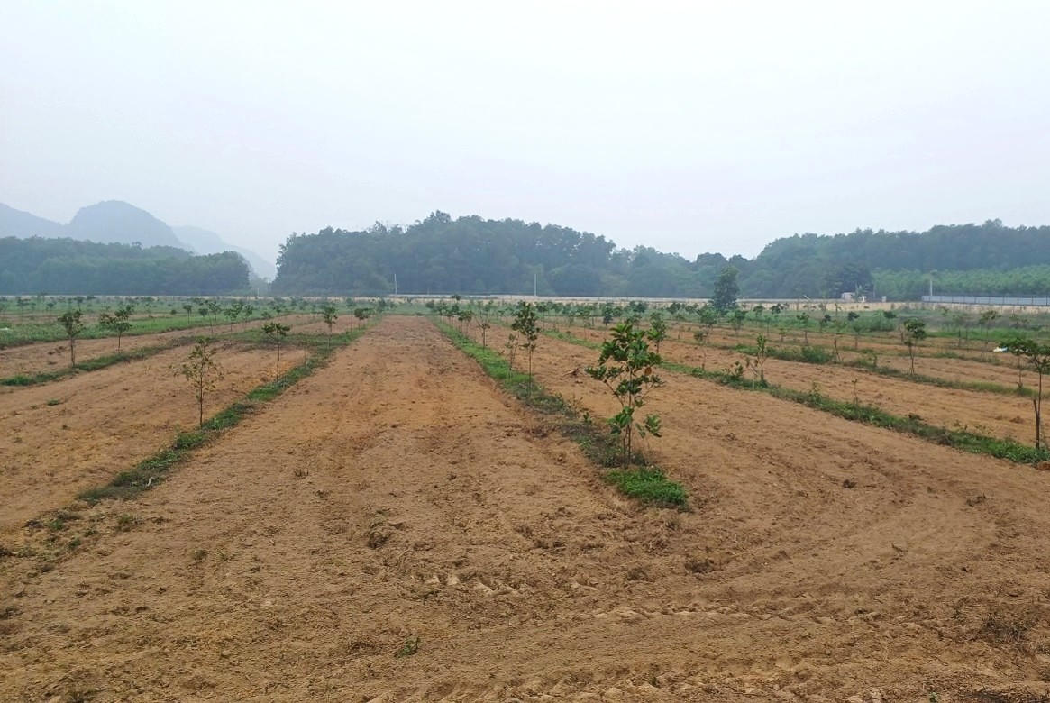 Xây dựng mô hình trồng Tràm trà và Tràm năm gân đạt năng suất và chất lượng cao tại tỉnh Ninh Bình