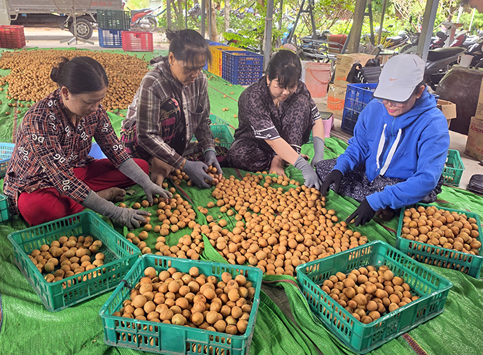 Rộn ràng mùa thanh nhãn xuất khẩu