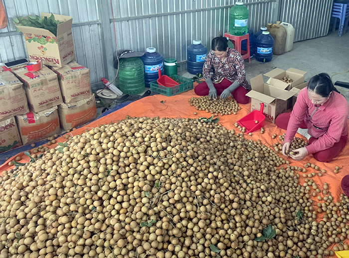 Rộn ràng mùa thanh nhãn xuất khẩu