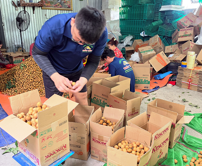 Rộn ràng mùa thanh nhãn xuất khẩu