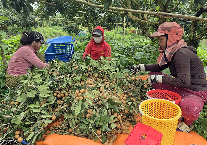 Rộn ràng mùa thanh nhãn xuất khẩu