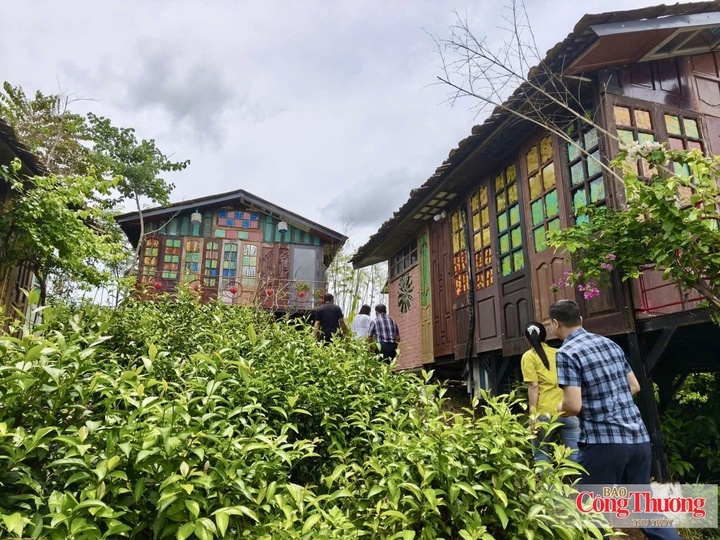 Dịch vụ homestay từ những đồi chè tại Minh Đài tạo ra sự kết nối giữa sản xuất, dịch vụ và du lịch
