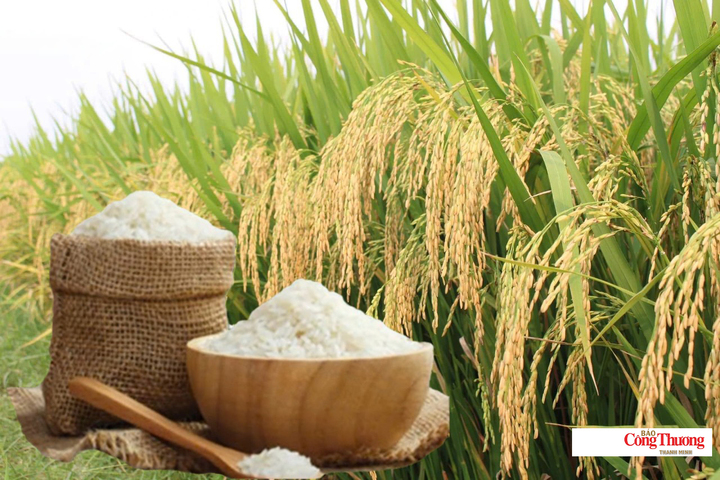 Giá lúa gạo hôm nay ngày 28/8/2026: Lúa tươi đồng loạt giảm.