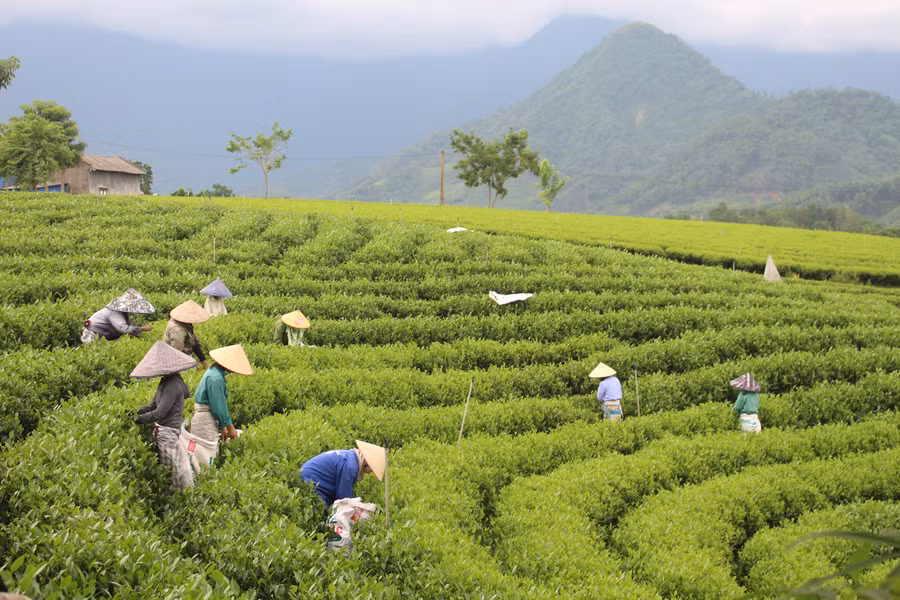 Người dân thu hoạch chè tươi tại khu vực Đồi chè Cầu đá. img-0988.jpg