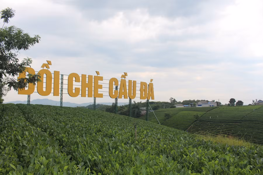 Xã La Bằng, tỉnh Thái Nguyên hiện có diện tích 1.135,7ha chè.