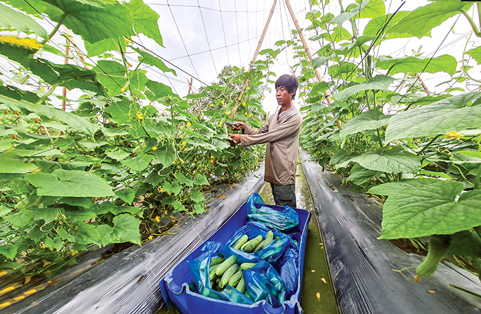 Diện tích trồng rau màu lương thực, thực phẩm tăng mạnh