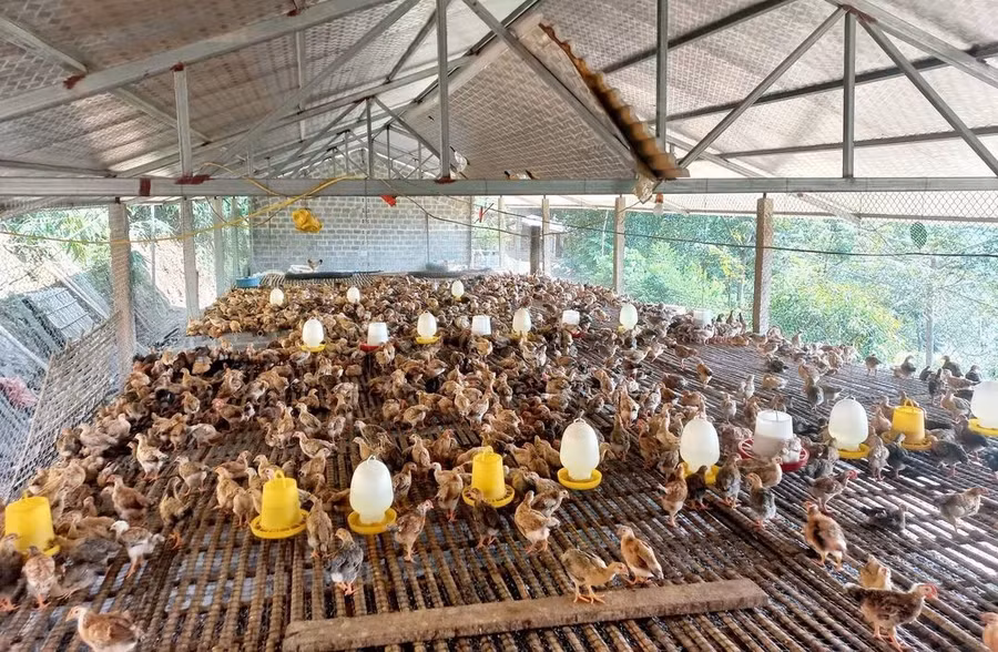 Mô hình nuôi gà tại Vị Xuyên. 1000054494.jpg