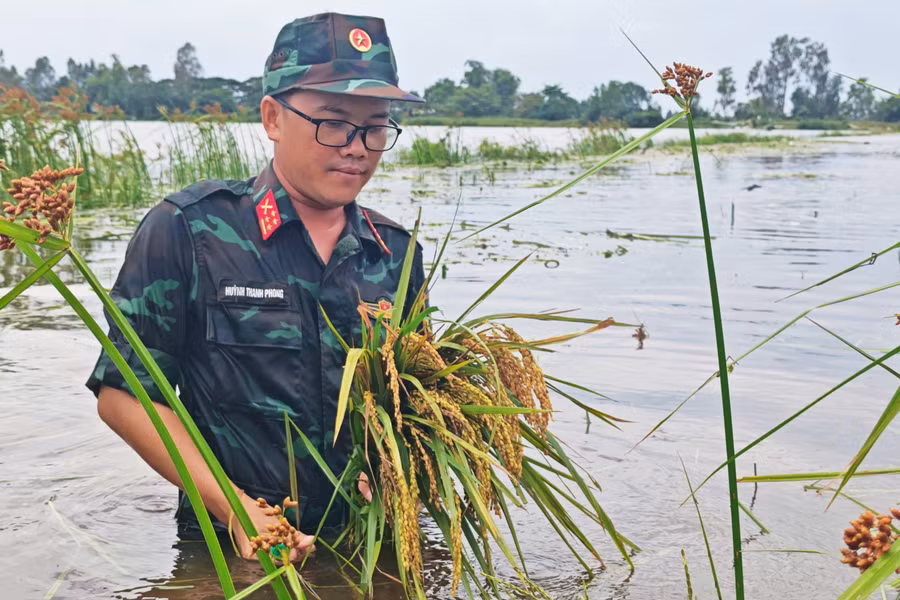 Cán bộ, chiến sĩ lội ruộng, giữ lại thành quả của người dân giữa cánh đồng ngập nước. 0-lua-2026.jpg