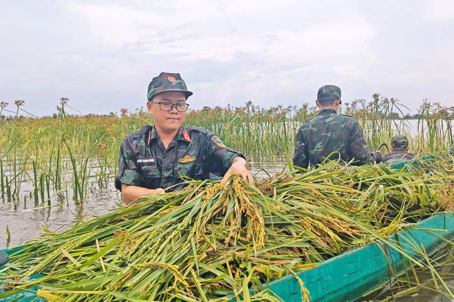 Cán bộ, chiến sĩ lội ruộng, chung tay giữ mùa vàng cho dân.