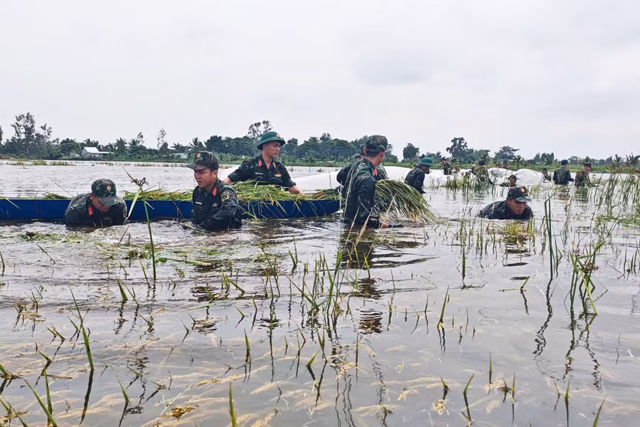 Dầm mình giữa ruộng ngập, cán bộ, chiến sĩ khẩn trương thu hoạch từng diện tích lúa đã chín. 0-lua-2026-6.jpg