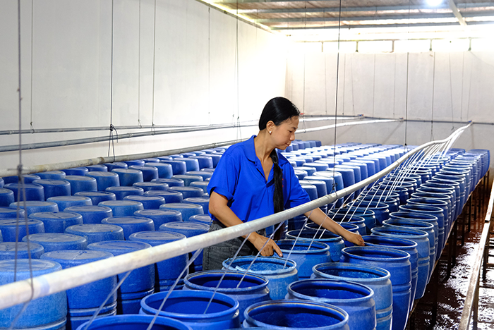 Nâng tầm sản phẩm OCOP: Đòn bẩy phát triển kinh tế nông thôn bền vững