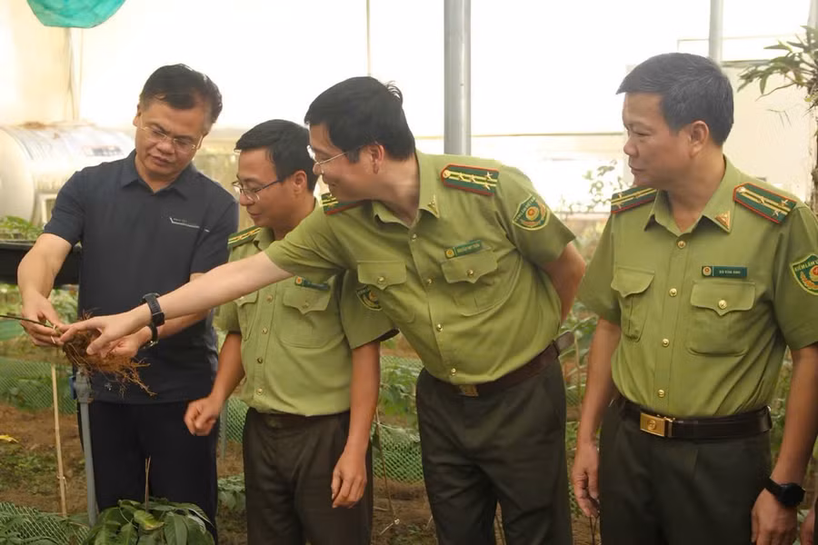 Lãnh đạo Sở Nông nghiệp và Môi trường trao đổi với lực lượng Kiểm lâm về quy trình chăm sóc cây sâm Việt Nam.