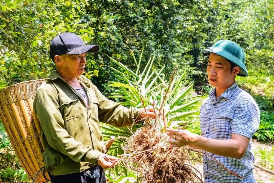 Ông Đoàn Văn Trường (ảnh phải) - Bí thư Đảng ủy xã Pù Nhi thăm mô hình trồng sa nhân của ông Thao Nọ Gia.