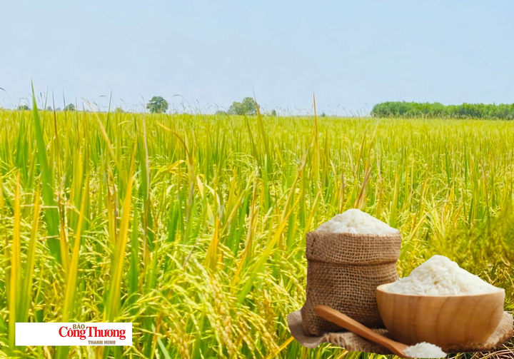 Giá lúa gạo hôm nay ngày 6/10/2026: Giá lúa tươi đồng loạt tăng.