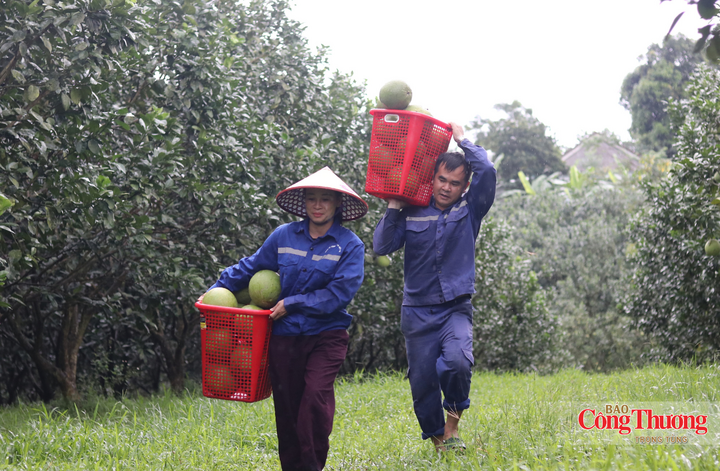 Dự án trồng bưởi da xanh tại miền núi Hà Tĩnh đã chính thức bước vào vụ thu hoạch đầu tiên.