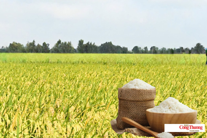 Giá lúa gạo hôm nay ngày 19/10/2026: Gạo nguyên liệu xuất khẩu giảm.