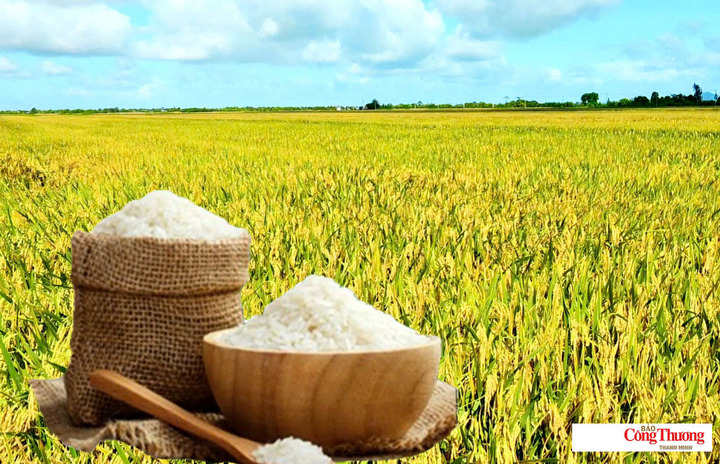 Giá lúa gạo hôm nay ngày 21/10/2026: Gạo xuất khẩu tăng mạnh.