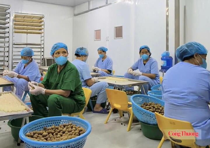 Hưng Yên đẩy mạnh chế biến sâu để nâng cao giá trị cho sản phẩm nhãn lồng. Ảnh: Phương Cúc