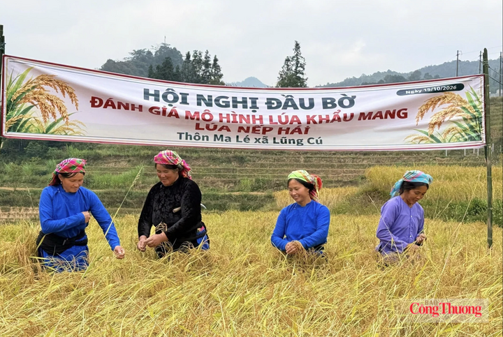 Bà con đồng bào dân tộc thiểu số xã Lũng Cú thu hoạch các giống lúa đặc sản của địa phương như Khẩu mang, Nếp hái... Ảnh: Ngọc Đức