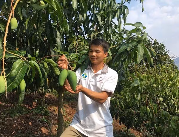Nhờ chương trình nông thôn mới, người dân đã trồng cây ăn quả trên đất dốc phát triển kinh tế. 1793167555060-2217233899544000953-2288454523845623742-8b12dcffd6b2758ff0f28f7a9c5dc35f.jpg