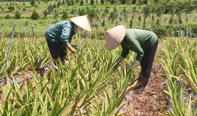 Vườn nha đam của anh Vĩnh Thanh Long